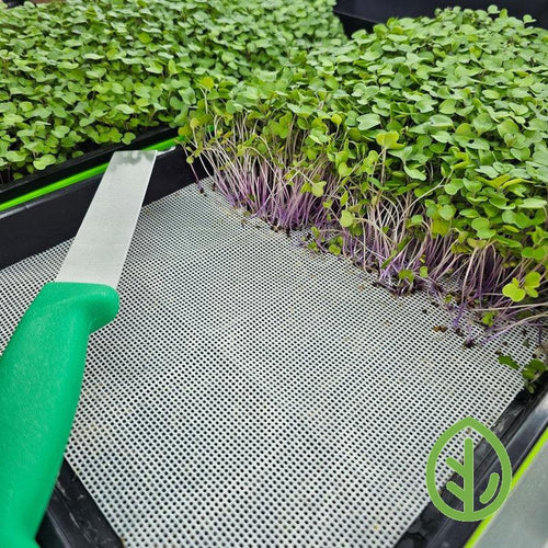 Purple Kohlrabi Microgreens Growing On Silicone Reusable Grow Medium With OTG Knife