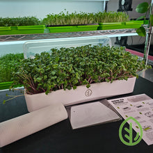 Load image into Gallery viewer, On The Grow - White Tray Kit with China Rose Radish Growing
