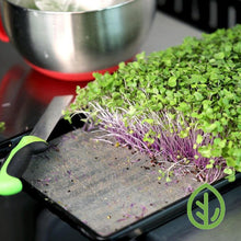 Load image into Gallery viewer, 1020 Reusable Microgreen Grow Medium with Purple Kohlrabi Microgreens growing
