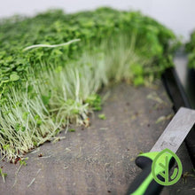 Load image into Gallery viewer, 1020 Reusable Microgreen Grow Medium with harvested microgreens
