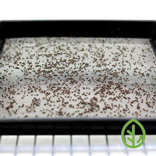 Load image into Gallery viewer, 10x10 Reusable Microgreen Grow Medium with Microgreen seeds
