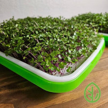 Load image into Gallery viewer, Microgreens growing on Large Sprouting Tray Silicone Reusable Grow Medium
