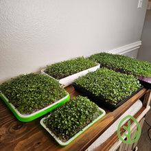 Load image into Gallery viewer, Microgreens growing on Silicone Reusable Grow Medium in trays
