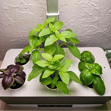 Load image into Gallery viewer, Basil Growing using On The Grow&#39;s All-In-One Kit
