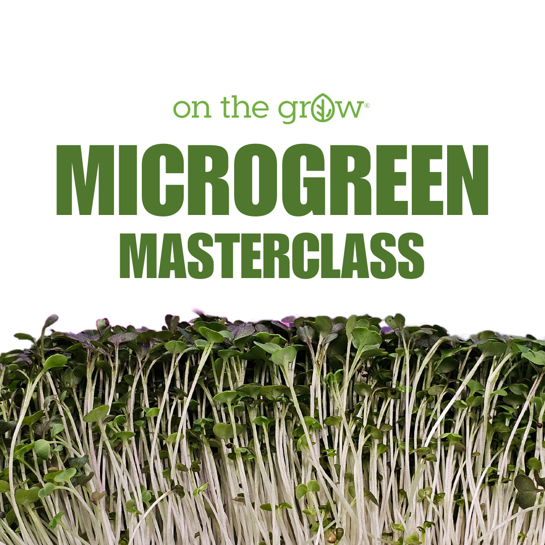 Aprende a cultivar microvegetales: Curso magistral sobre microvegetales