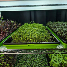 Load image into Gallery viewer, Microgreens growing in Bootstrap Farmer 1020 trays
