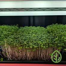 Load image into Gallery viewer, Microgreens growing on On The Grow Coco Coir Medium
