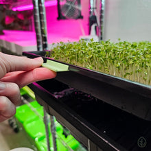 Load image into Gallery viewer, Mint - Microgreen Tray Clip Labeler installed on Microgreen Tray - Lifting
