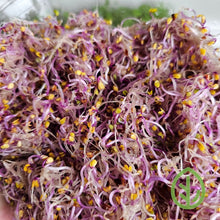 Load image into Gallery viewer, Purple Kohlrabi Sprouts Up close
