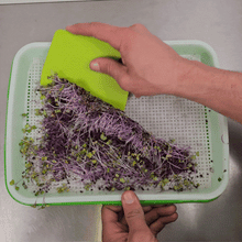 Load image into Gallery viewer, Scraper being used to clean Microgreens off medium &amp; Tray

