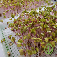 Load image into Gallery viewer, Small Sprouting Tray Sized Reusable Microgreen Grow Medium, Silicone with Microgreen Seeds Sprouting
