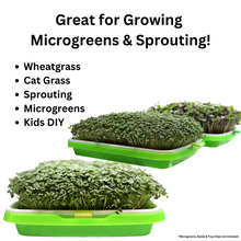 Load image into Gallery viewer, Growing Microgreens in sprouting trays
