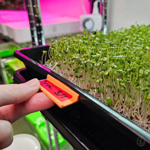 Sunrise Orange - Microgreen Tray Clip Labeler installed on Microgreen Tray - Lift with Label