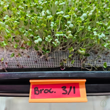 Load image into Gallery viewer, Sunrise Orange - Microgreen Tray Clip Labeler installed on Microgreen Tray - With Label
