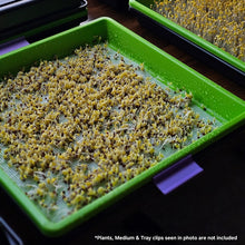 Load image into Gallery viewer, Early-stage microgreens sprouting in a Bootstrap Farmer 10x10 green slotted shallow tray on a wood surface

