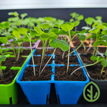 Charger l'image dans la galerie, Bootstrap Farmer 6-cell plug tray inserts in blue and green with kale and collard plant starts growing, side view
