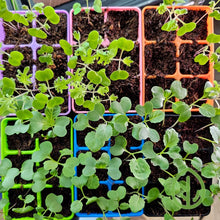 Charger l'image dans la galerie, Bootstrap Farmer 6-cell plug tray inserts in assorted colors filled with kale and collard plant starts viewed from above
