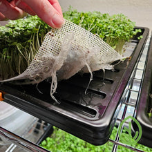 Cargar imagen en el visor de la galería, Silicone reusable grow medium being lifted from an On The Grow 10x10 tray showing broccoli microgreen roots at harvest
