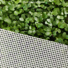 Load image into Gallery viewer, Close-up of broccoli microgreens growing on the On The Grow 7x14 reusable silicone grow medium
