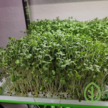 Cargar imagen en el visor de la galería, Broccoli microgreens growing on On The Grow silicone reusable grow medium in small sprouting tray under grow lights
