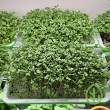 Cargar imagen en el visor de la galería, Broccoli microgreens growing on On The Grow stainless steel reusable grow medium in small sprouting tray on wire shelf
