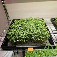 Cargar imagen en el visor de la galería, Broccoli microgreens growing on a reusable silicone grow medium in an On The Grow 10x10 tray on a grow rack
