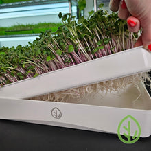 Cargar imagen en el visor de la galería, China Rose radish microgreen roots visible beneath the reusable silicone grow medium in On The Grow 7x14 tray kit at harvest
