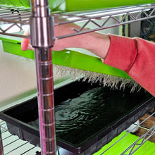 Charger l'image dans la galerie, Microgreen roots hanging into the nutrient water reservoir of the On The Grow 10x20 Kratky hydroponic microgreen tray kit on a grow rack
