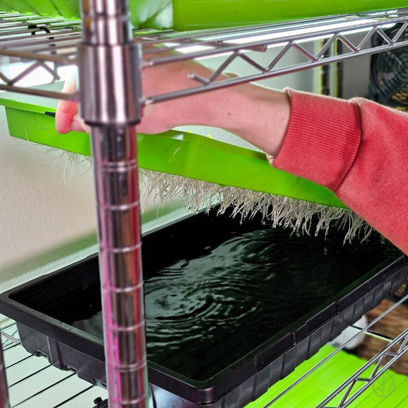 hydroponic plant trays 10x20 Kratky Hydroponics Microgreens Kit – Passive Growing