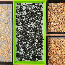 Load image into Gallery viewer, Multiple grow trays with wheatgrass, sunflower, and radish microgreen seeds planted on the On The Grow 1.7mm large hole silicone grow medium
