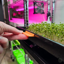 Load image into Gallery viewer, Hand lifting a sunrise orange On The Grow microgreen tray clip labeler off a Bootstrap Farmer tray with microgreens growing
