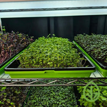 Load image into Gallery viewer, Multiple varieties of microgreens growing in Bootstrap Farmer 10x20 heavy duty shallow trays on a grow rack under LED lights
