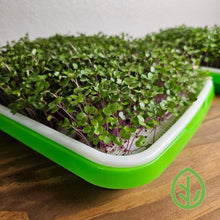 Cargar imagen en el visor de la galería, Radish microgreens growing in a large green sprouting tray with On The Grow reusable silicone grow medium on a wood surface
