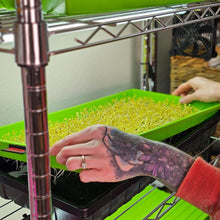 Charger l'image dans la galerie, Microgreens growing in the On The Grow 10x20 Kratky hydroponic tray kit on a grow rack under grow lights
