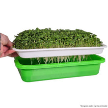 Load image into Gallery viewer, Green microgreen sprouts in a white tray held by a hand against a white background
