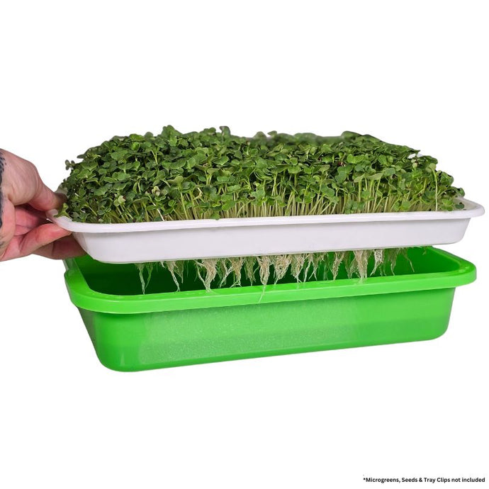 Green microgreen sprouts in a white tray held by a hand against a white background