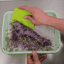 Load image into Gallery viewer, On The Grow scraper tool being used to clean microgreen roots off a reusable silicone grow medium
