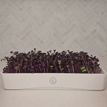 Load and play video in Gallery viewer, 7x14 OTG Microgreen Tray Kit
