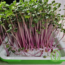 Cargar imagen en el visor de la galería, Radish microgreens growing on On The Grow silicone reusable grow medium in small sprouting tray, showing vivid pink stems
