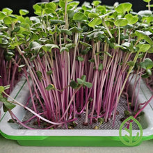 Cargar imagen en el visor de la galería, Radish microgreens growing on On The Grow stainless steel reusable grow medium in small sprouting tray, vivid pink stems
