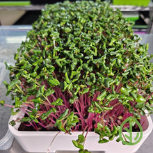 Cargar imagen en el visor de la galería, Radish microgreens at harvest in the On The Grow 7x14 microgreen tray kit under LED grow lights

