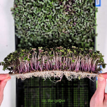 Load image into Gallery viewer, Red cabbage microgreens growing on 1.2mm reusable silicone grow medium in 10x20 tray showing healthy root structure on bottom of mat
