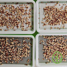 Cargar imagen en el visor de la galería, Silicone and stainless steel small sprouting tray reusable grow mediums side by side with microgreen seeds germinating
