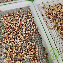 Cargar imagen en el visor de la galería, Microgreen seeds germinating side by side on stainless steel and silicone On The Grow reusable grow mediums in small sprouting trays
