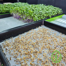 Load image into Gallery viewer, Microgreen seeds germinating on On The Grow 10x10 reusable silicone grow medium with mature kohlrabi and arugula trays in background
