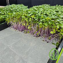Load image into Gallery viewer, Purple kohlrabi microgreens growing on On The Grow 10x20 reusable silicone grow medium, top angle showing medium texture
