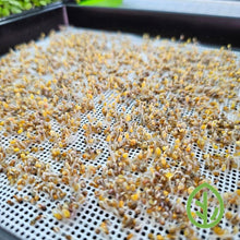 Load image into Gallery viewer, Close-up of arugula microgreen seeds in early germination stage on On The Grow reusable silicone grow medium showing 1.2mm mesh holes
