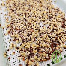 Cargar imagen en el visor de la galería, Microgreen seeds in early germination on On The Grow silicone reusable grow medium in small sprouting tray, closeup
