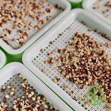 Cargar imagen en el visor de la galería, Microgreen seeds germinating on On The Grow silicone reusable grow medium in small sprouting trays, overhead angle showing multiple trays
