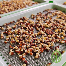 Cargar imagen en el visor de la galería, Microgreen seeds germinating on On The Grow stainless steel reusable grow medium in small sprouting tray, closeup showing 1mm mesh
